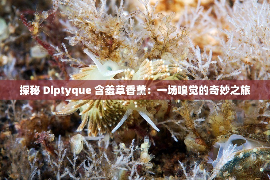 探秘 Diptyque 含羞草香薰：一场嗅觉的奇妙之旅