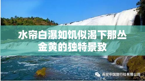 水帘白瀑如饥似渴下那丛金黄的独特景致