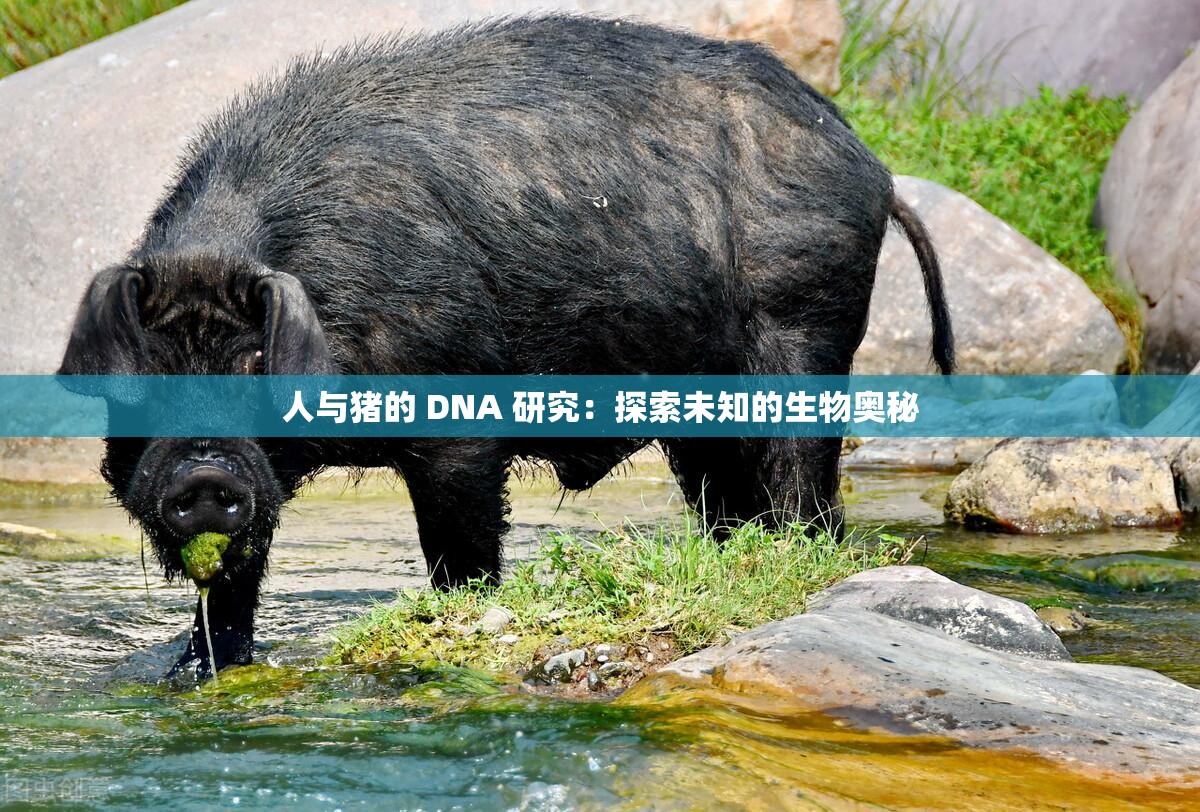 人与猪的 DNA 研究：探索未知的生物奥秘