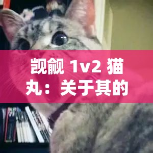 觊觎 1v2 猫丸：关于其的深入探讨与全面分析