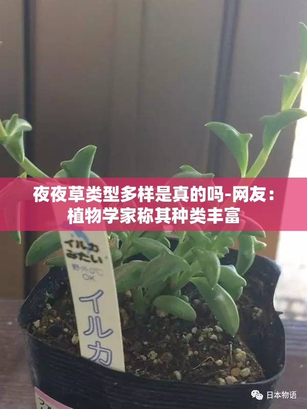 夜夜草类型多样是真的吗-网友：植物学家称其种类丰富