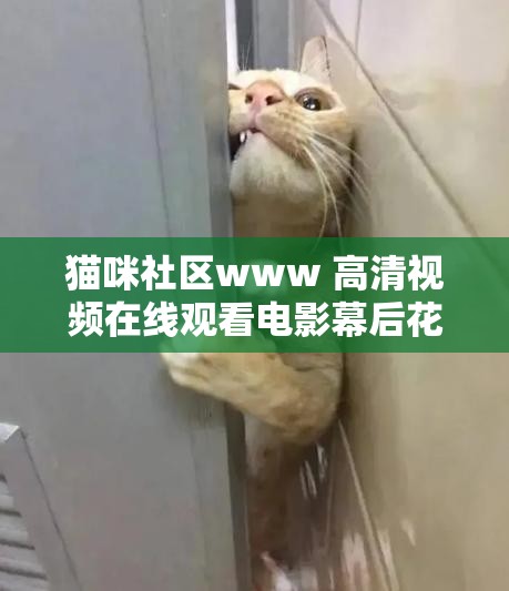 猫咪社区www 高清视频在线观看电影幕后花絮：带你走进精彩幕后世界