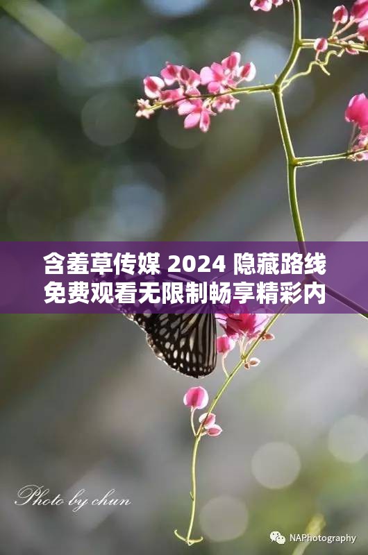 含羞草传媒 2024 隐藏路线免费观看无限制畅享精彩内容