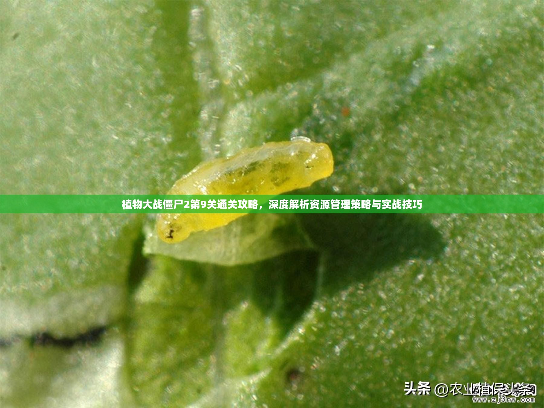 植物大战僵尸2第9关通关攻略，深度解析资源管理策略与实战技巧