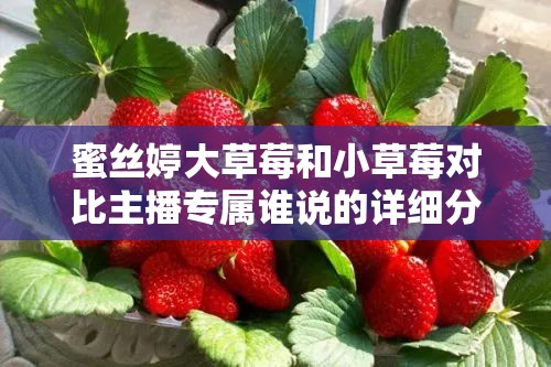 蜜丝婷大草莓和小草莓对比主播专属谁说的详细分析与解读