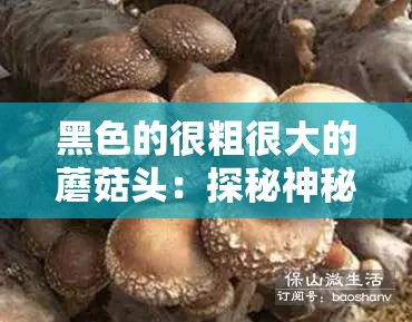 黑色的很粗很大的蘑菇头：探秘神秘的巨型真菌世界