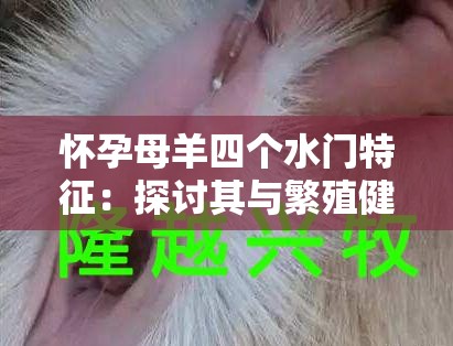 怀孕母羊四个水门特征：探讨其与繁殖健康的重要关联