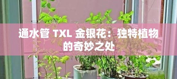 通水管 TXL 金银花：独特植物的奇妙之处