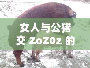 女人与公猪交 ZoZ0z 的禁忌之爱