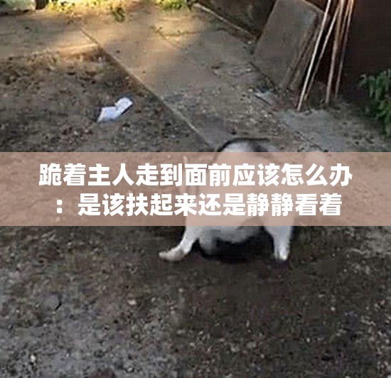 跪着主人走到面前应该怎么办：是该扶起来还是静静看着