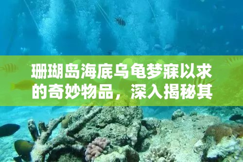 珊瑚岛海底乌龟梦寐以求的奇妙物品，深入揭秘其神秘喜好与追求