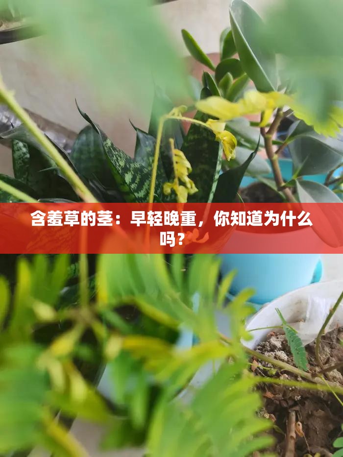 含羞草的茎：早轻晚重，你知道为什么吗？