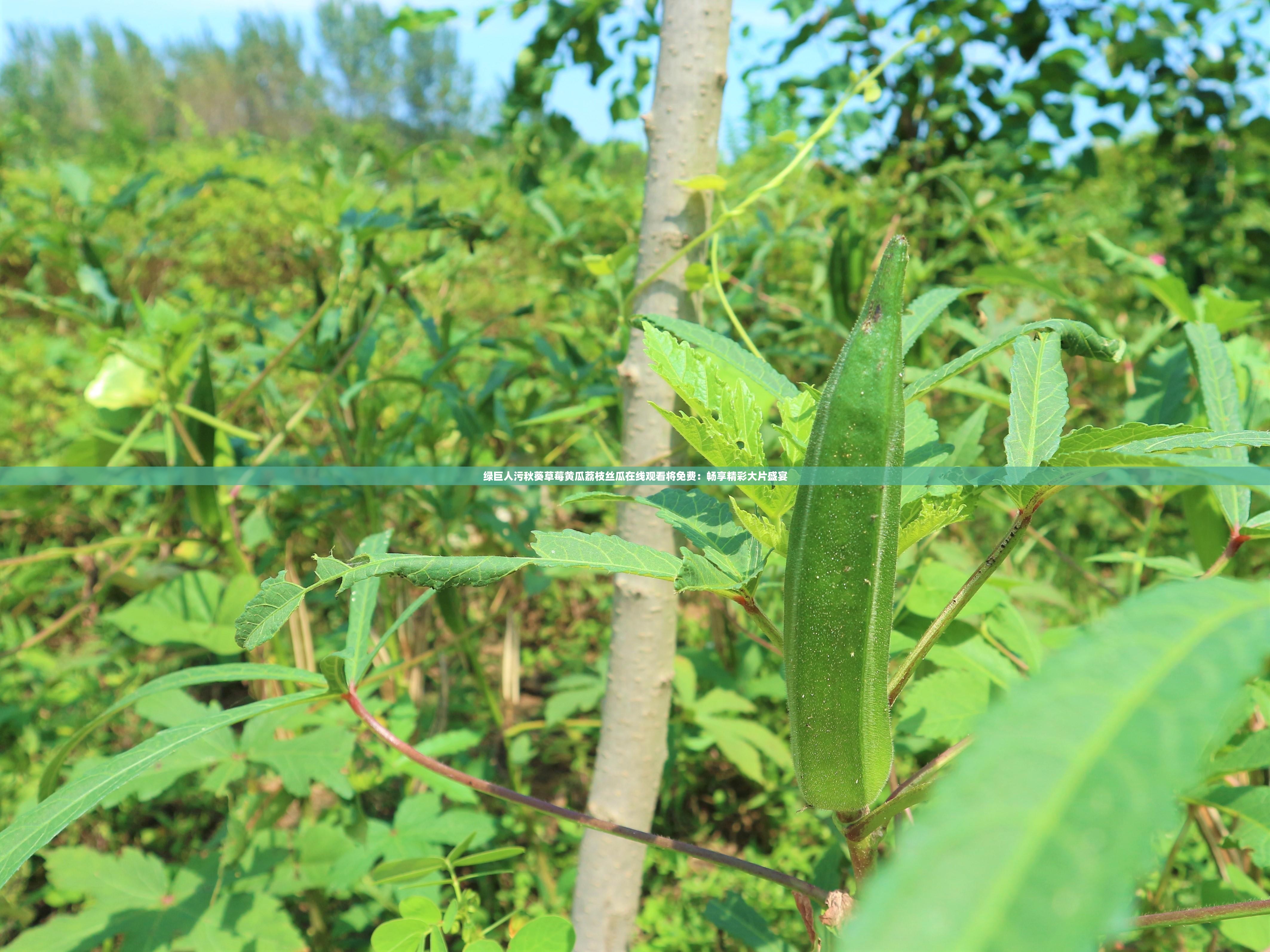 绿巨人污秋葵草莓黄瓜荔枝丝瓜在线观看将免费：畅享精彩大片盛宴