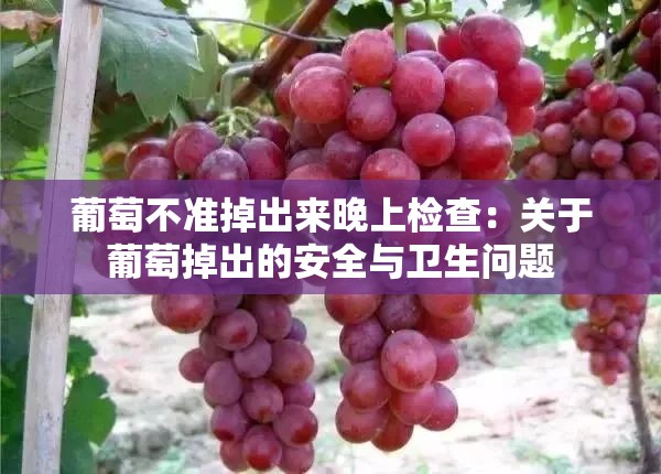 葡萄不准掉出来晚上检查：关于葡萄掉出的安全与卫生问题