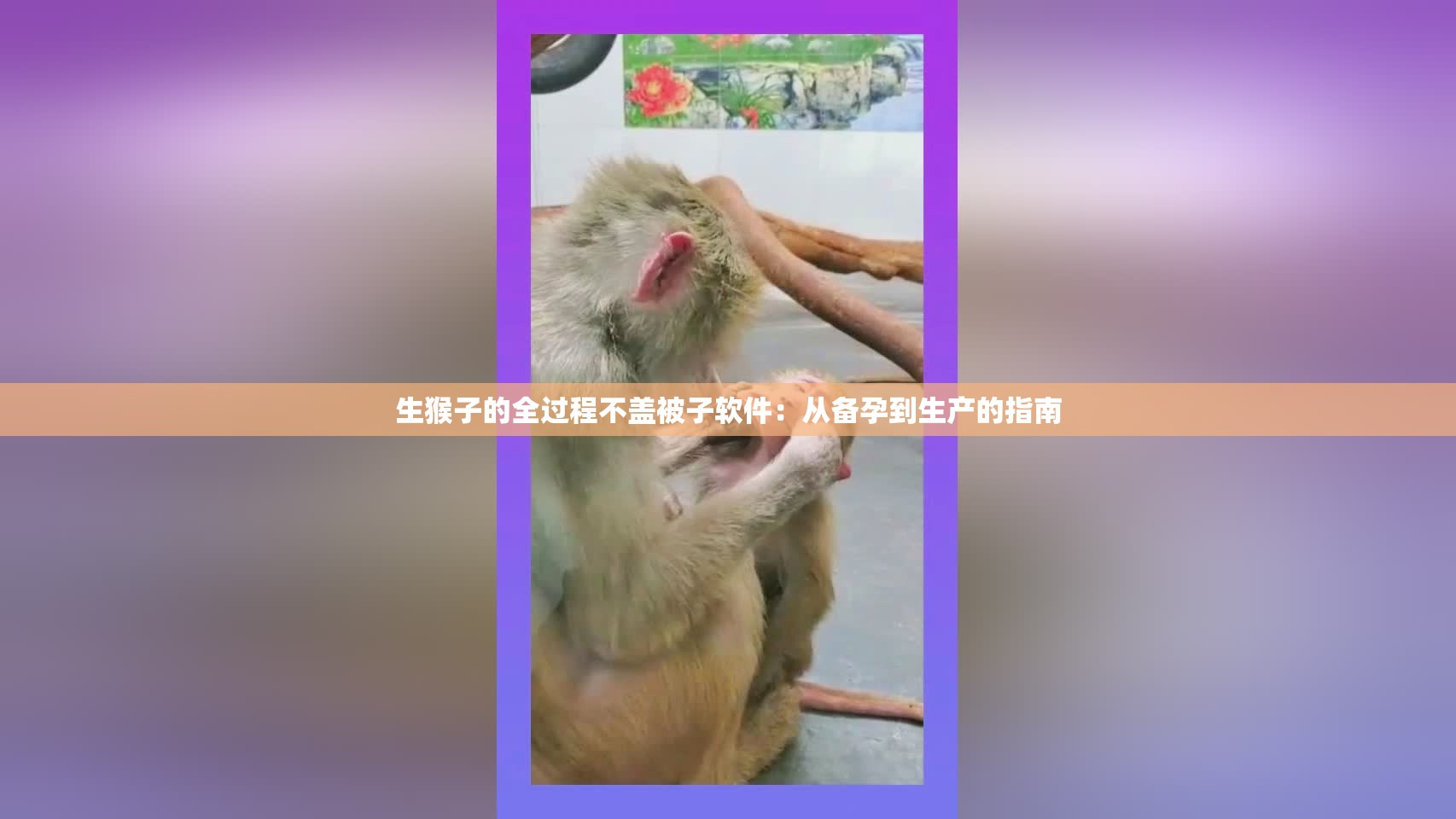 生猴子的全过程不盖被子软件：从备孕到生产的指南