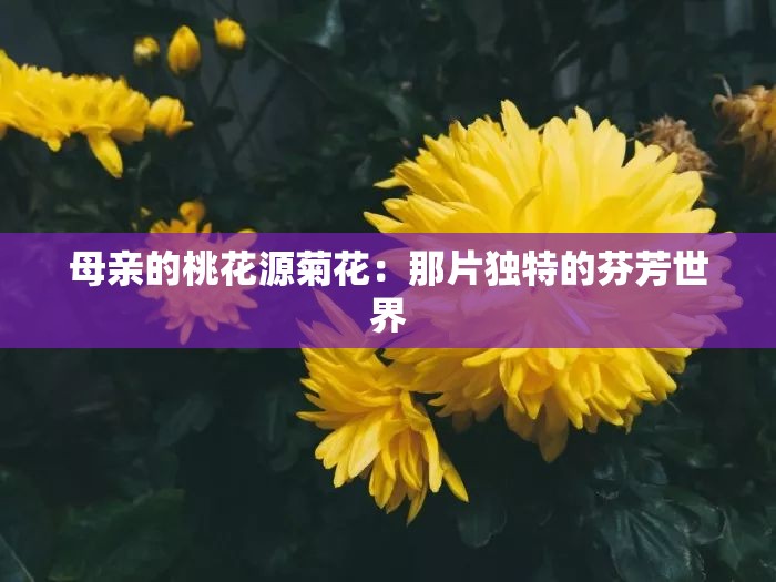 母亲的桃花源菊花：那片独特的芬芳世界