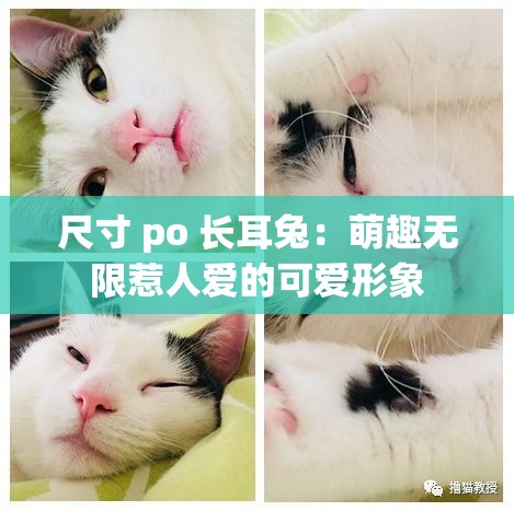 尺寸 po 长耳兔：萌趣无限惹人爱的可爱形象