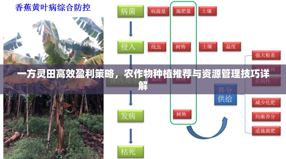 一方灵田高效盈利策略，农作物种植推荐与资源管理技巧详解