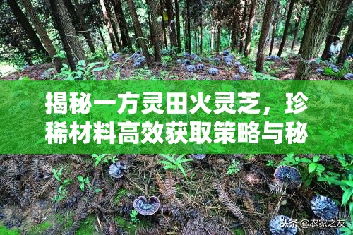 揭秘一方灵田火灵芝，珍稀材料高效获取策略与秘籍详解