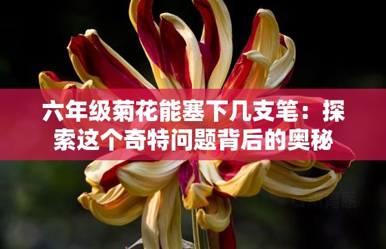 六年级菊花能塞下几支笔：探索这个奇特问题背后的奥秘