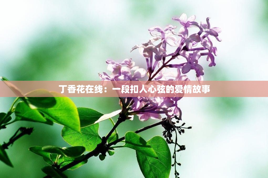 丁香花在线：一段扣人心弦的爱情故事