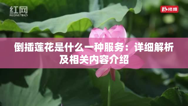 倒插莲花是什么一种服务：详细解析及相关内容介绍