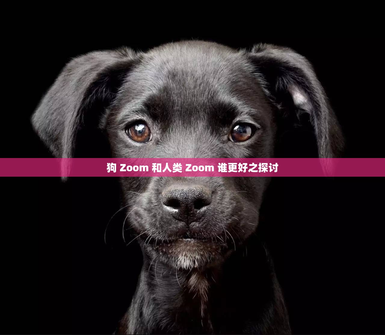 狗 Zoom 和人类 Zoom 谁更好之探讨