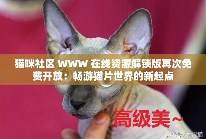 猫咪社区 WWW 在线资源解锁版再次免费开放：畅游猫片世界的新起点