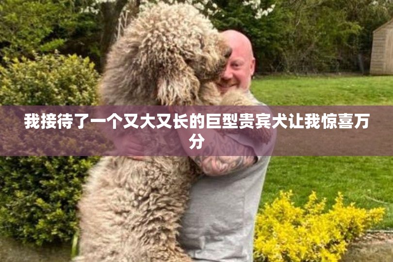 我接待了一个又大又长的巨型贵宾犬让我惊喜万分