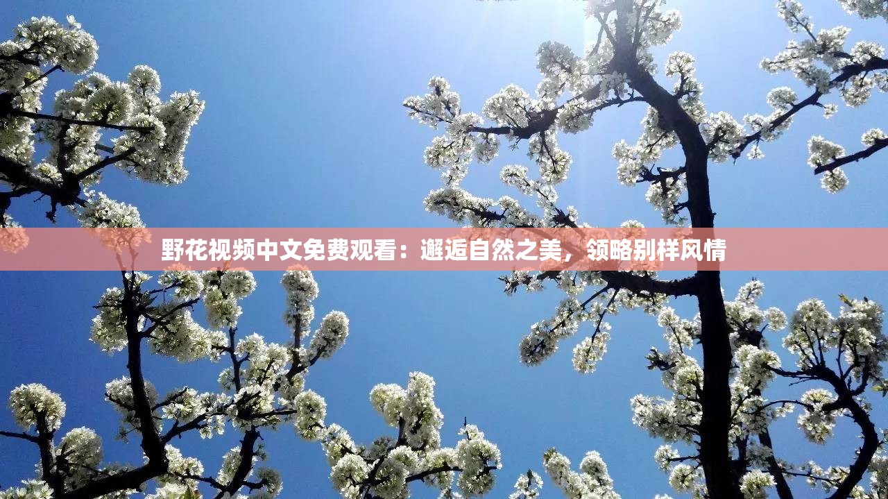 野花视频中文免费观看：邂逅自然之美，领略别样风情