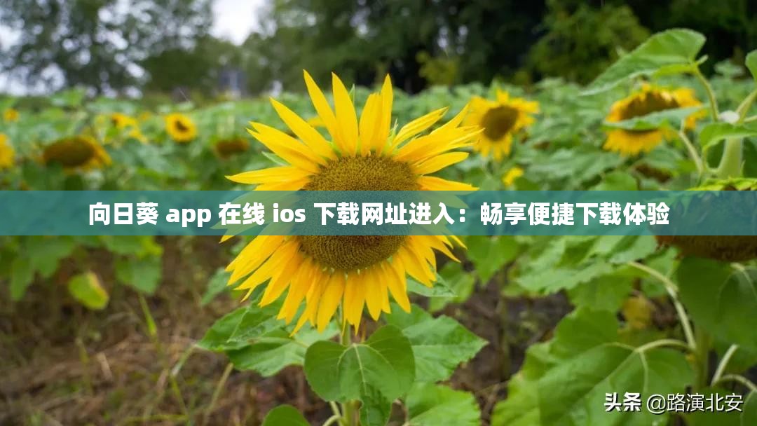 向日葵 app 在线 ios 下载网址进入：畅享便捷下载体验