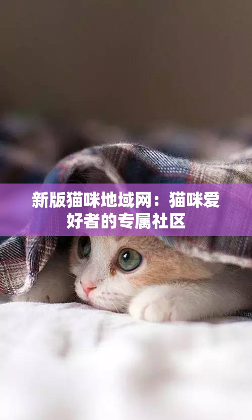 新版猫咪地域网：猫咪爱好者的专属社区