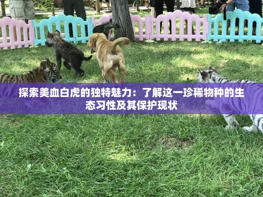 探索美血白虎的独特魅力：了解这一珍稀物种的生态习性及其保护现状