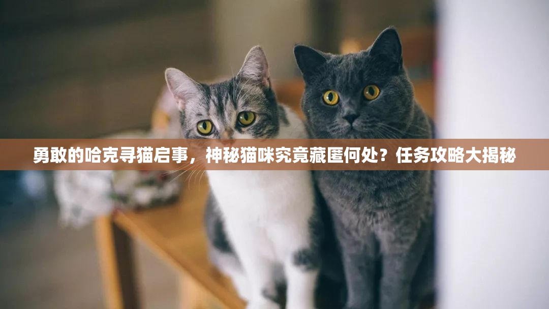 勇敢的哈克寻猫启事，神秘猫咪究竟藏匿何处？任务攻略大揭秘