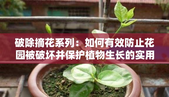 破除摘花系列：如何有效防止花园被破坏并保护植物生长的实用指南