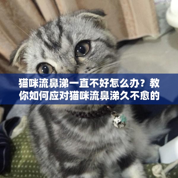 猫咪流鼻涕一直不好怎么办？教你如何应对猫咪流鼻涕久不愈的问题