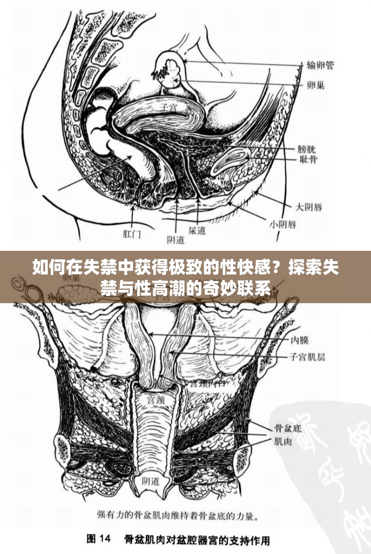 如何在失禁中获得极致的性快感？探索失禁与性高潮的奇妙联系