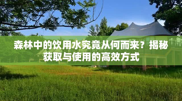 森林中的饮用水究竟从何而来？揭秘获取与使用的高效方式