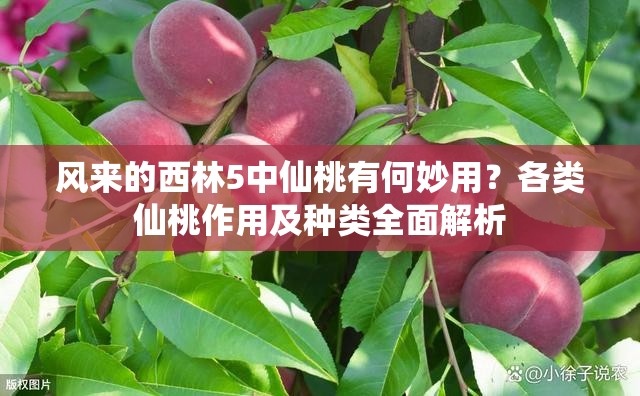 风来的西林5中仙桃有何妙用？各类仙桃作用及种类全面解析